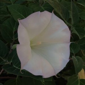 Meet your Posher, Abi.